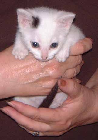 A person is holding a white kitten in their hands.