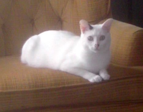 A white cat is laying on a brown couch