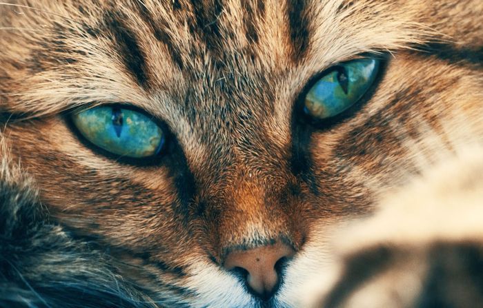 A close up of a cat 's face with blue eyes.