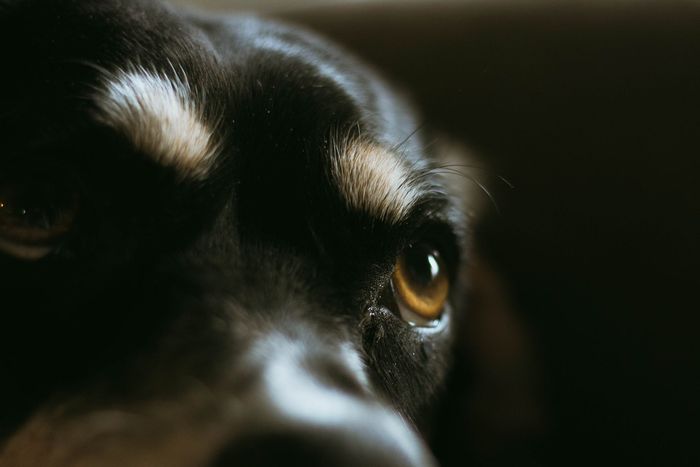 A close up of a dog 's eye looking at the camera.