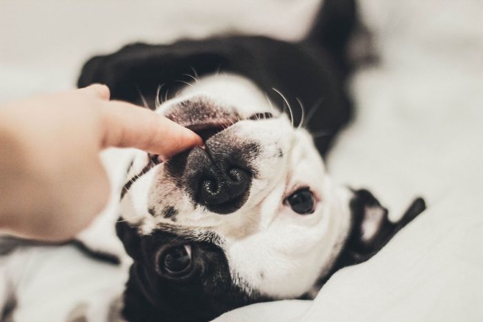 A person is petting a black and white dog laying on its back.