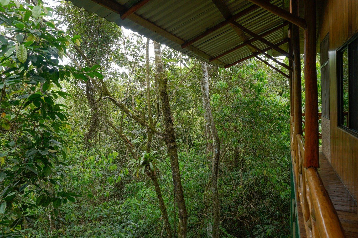 Veranda overlooking lush green rainforest, wooden railing and roof visible.