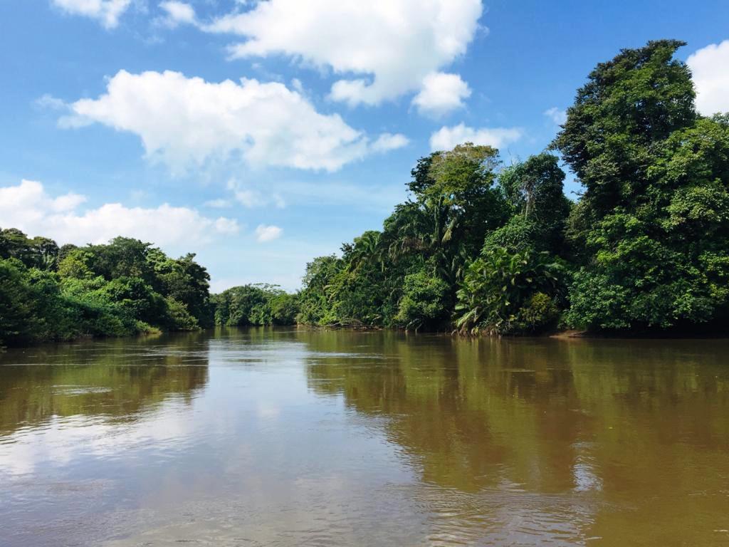 River flowing through lush green jungle under a blue sky with fluffy clouds.
