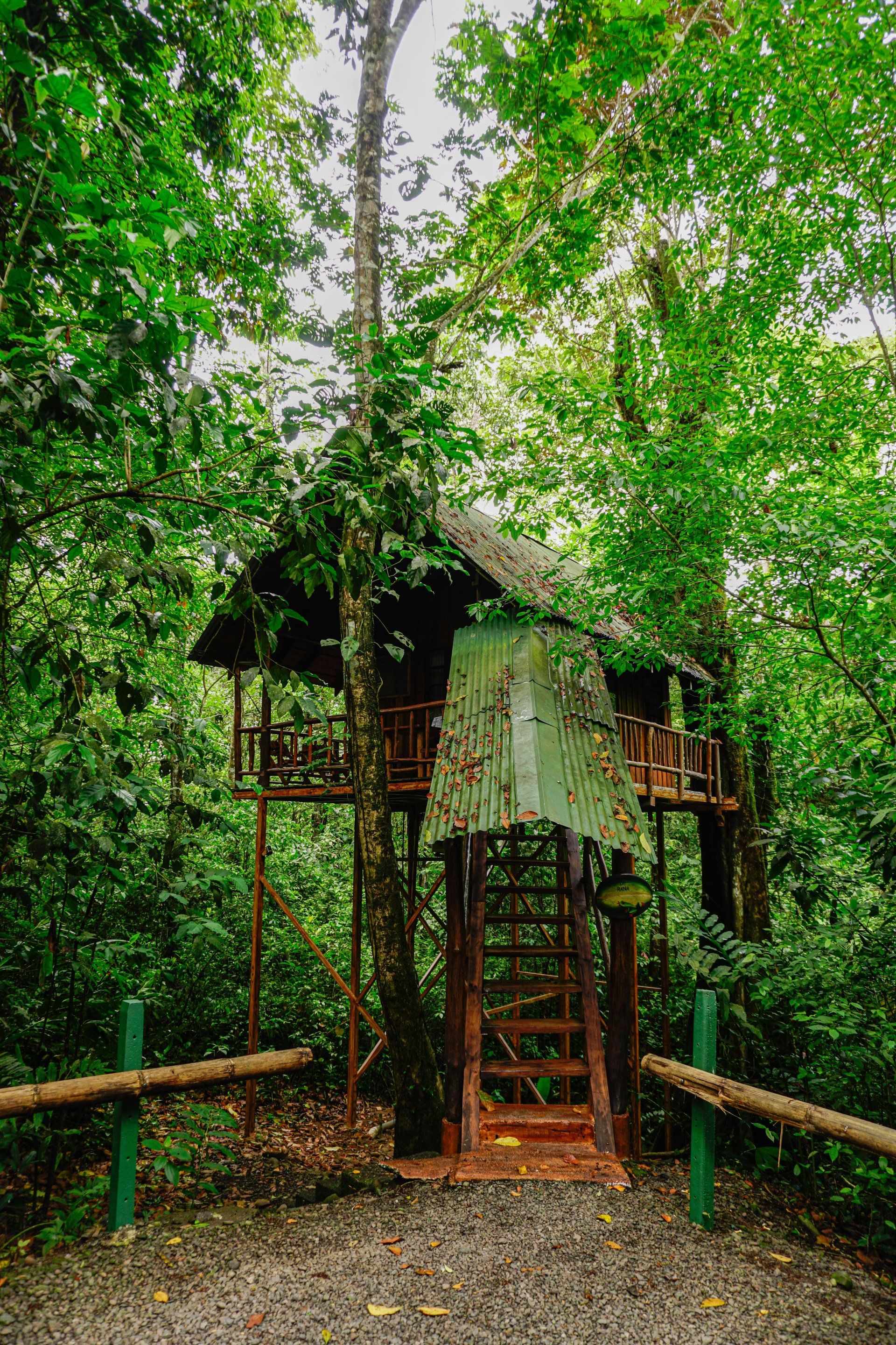 Treehouse in lush green jungle; wooden structure with ladder, view from ground level.