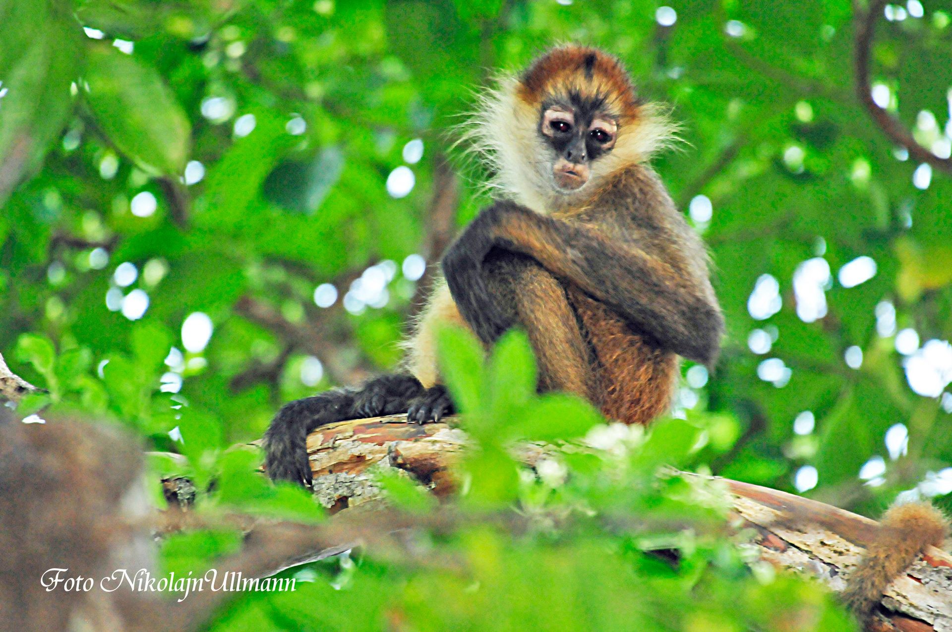 Spider monkey with tan and black fur sits in a tree, looking directly at the viewer.