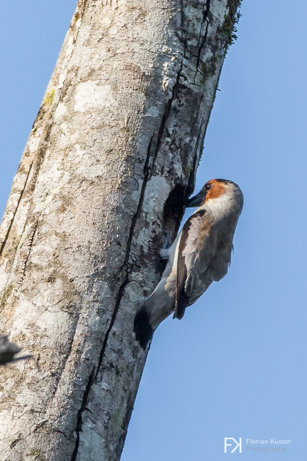 Gray woodpecker on a tree trunk, pecking at a nest entrance. Clear blue sky in the background.