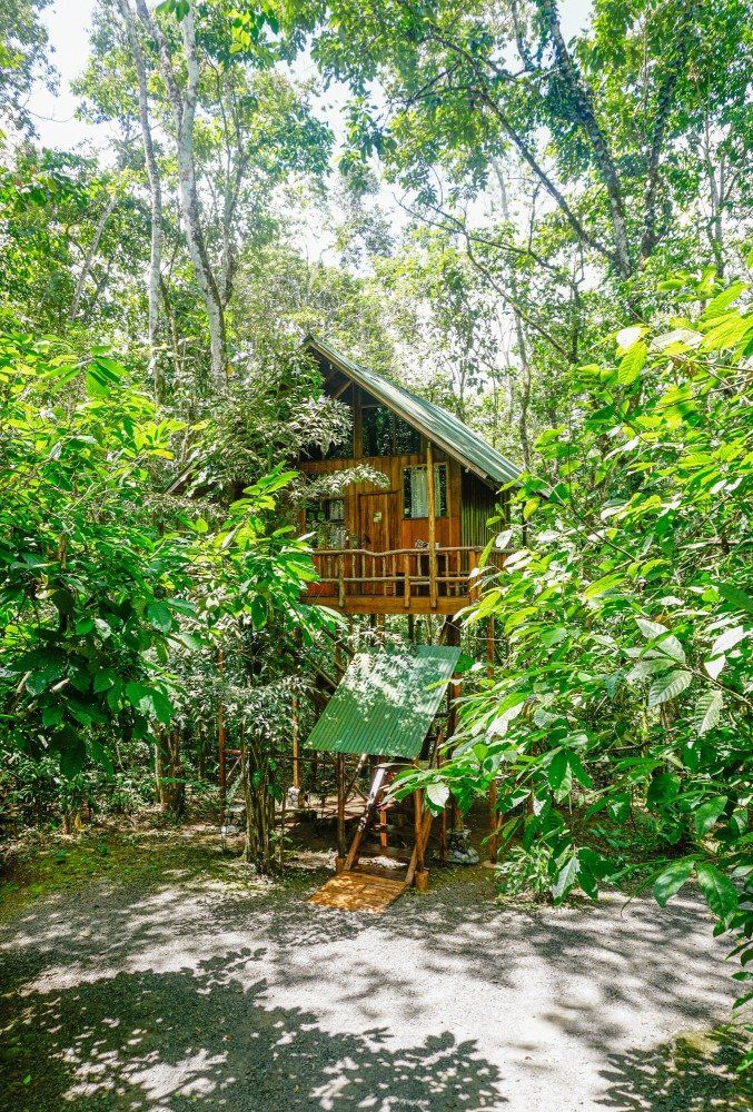 Wooden cabin with green roof, surrounded by lush green foliage in a forest.
