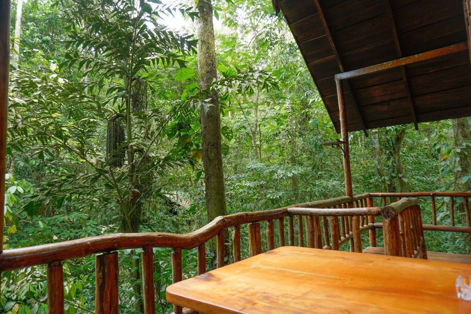 Wooden deck with table overlooking lush green jungle.