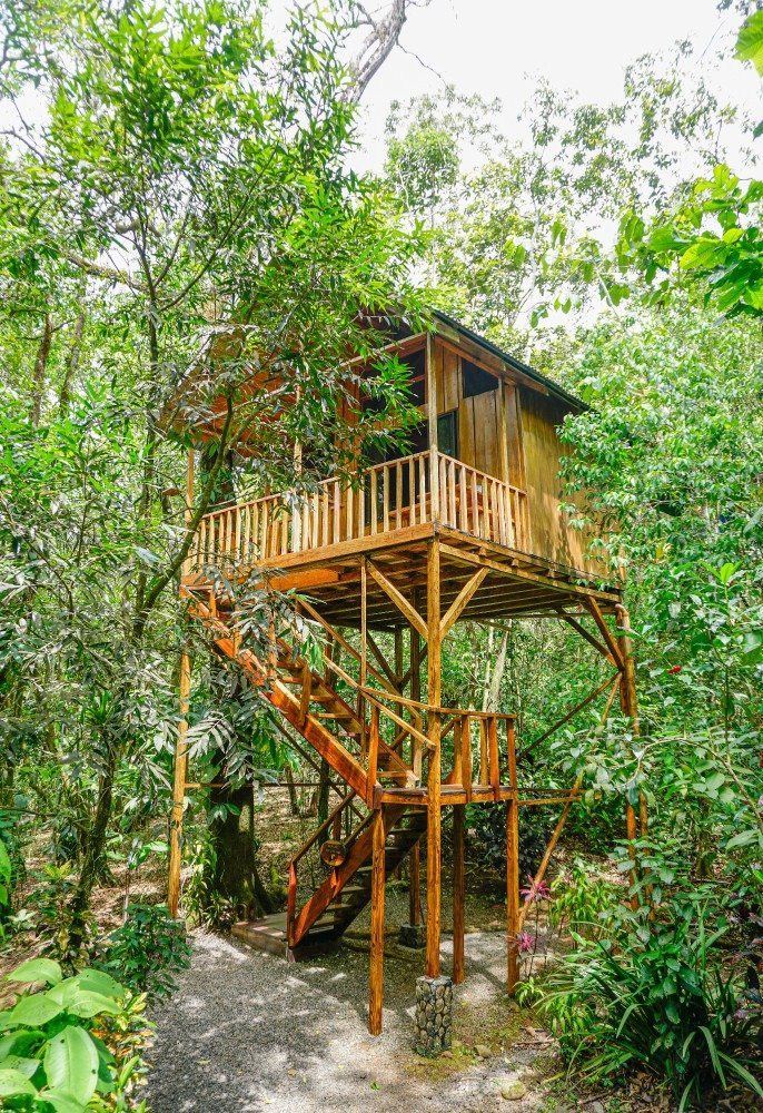 Wooden treehouse in lush green forest, with stairs leading up.