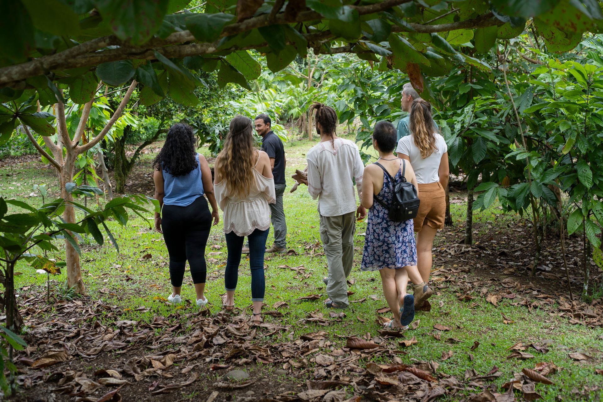 Group of people walking through a lush green cocoa farm, trees overhead.
