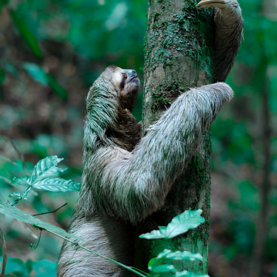 Sloth climbing a tree trunk in a forest, tan fur, green leaves in background.
