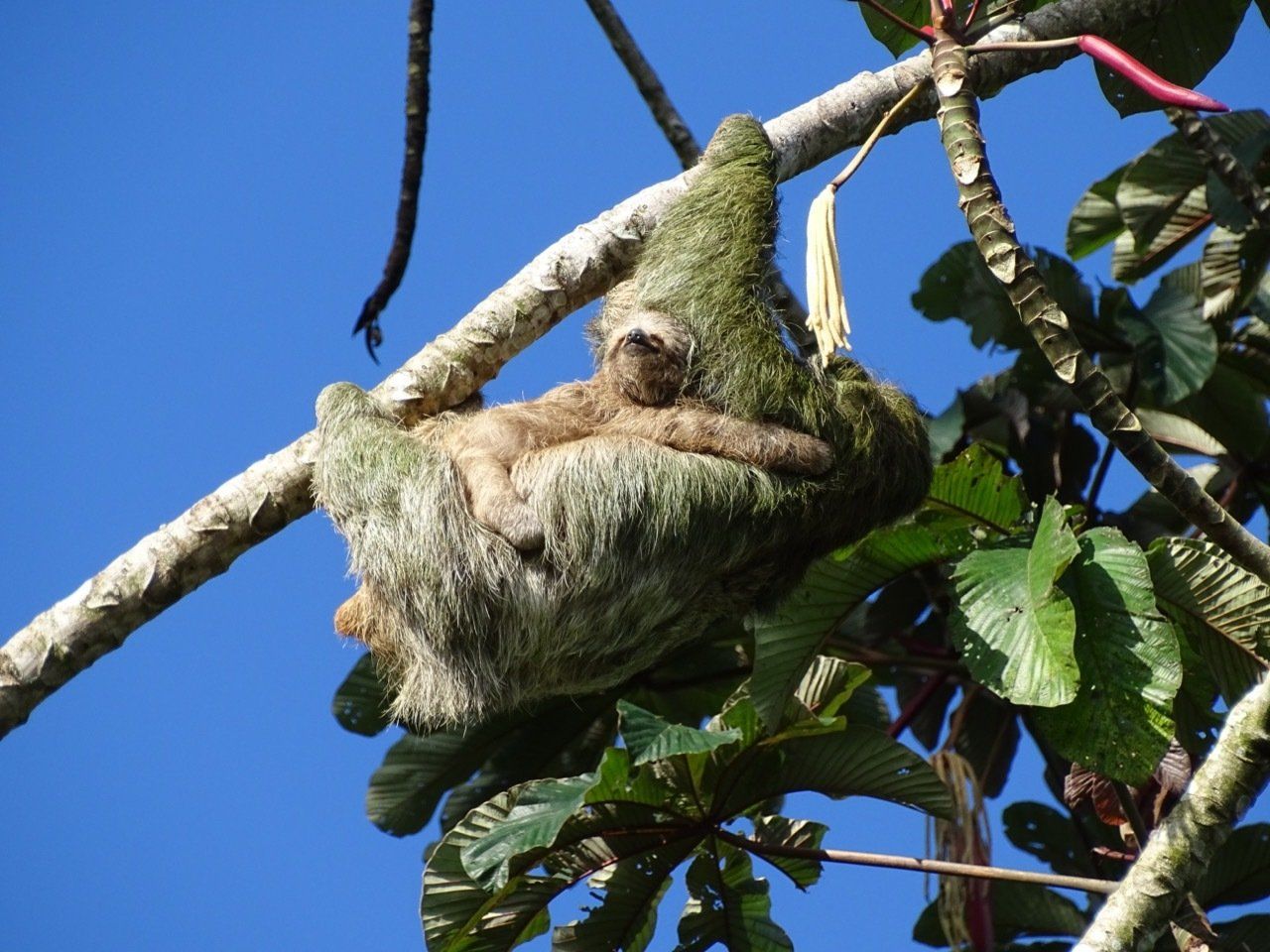 Sloth resting on a tree branch, sunlit blue sky, brown fur, green leaves.