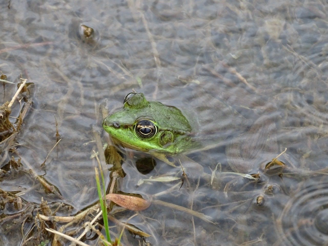 Green frog with large eyes in murky water.