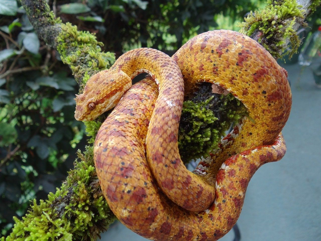 Yellow and brown snake coiled on a mossy tree branch.