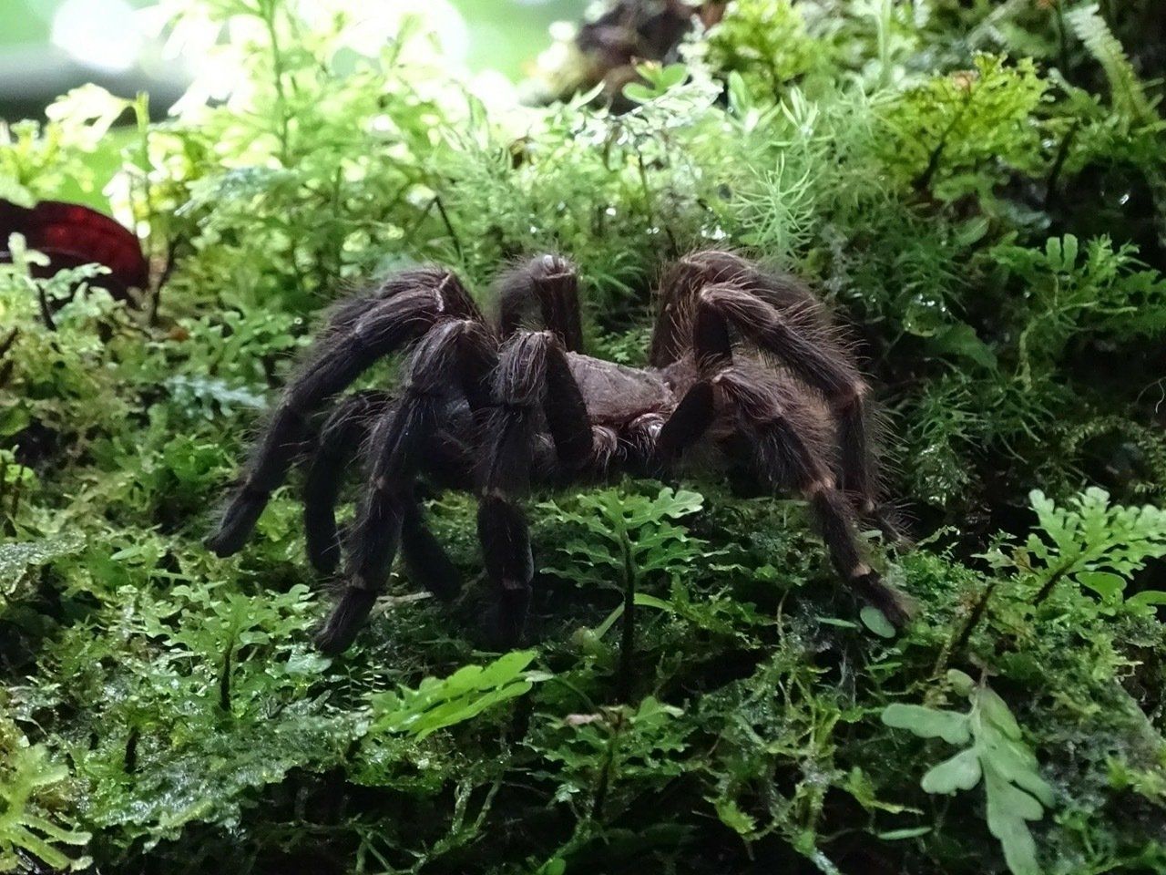 Dark tarantula spider with fuzzy legs on a bed of green moss and plants.