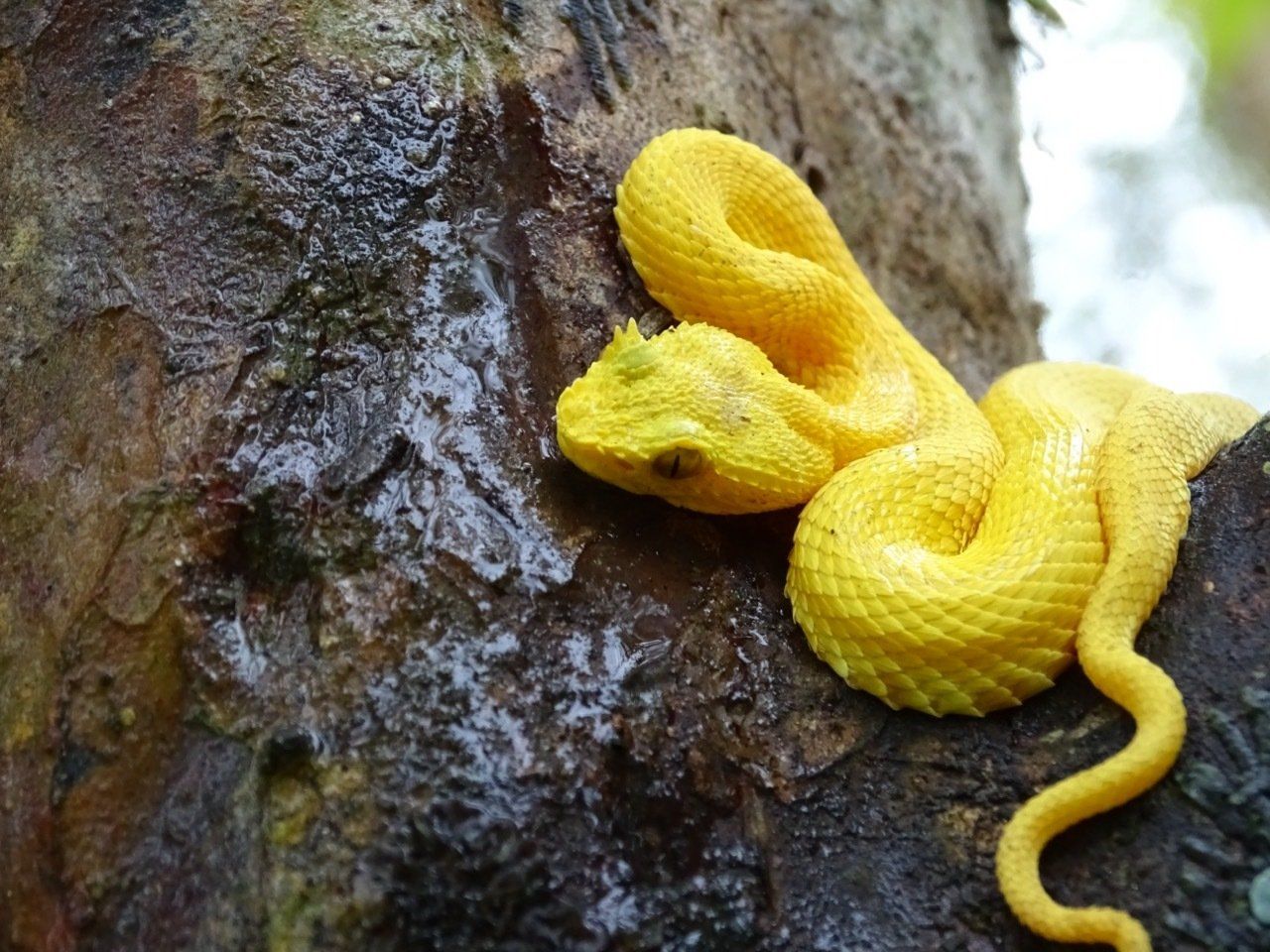 Yellow eyelash viper curled on a dark, wet tree branch.