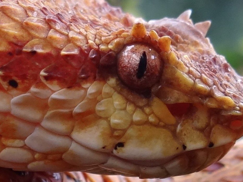 Close-up of a colorful, spiky-headed snake with a focused gaze and brown, vertical-slitted eye.