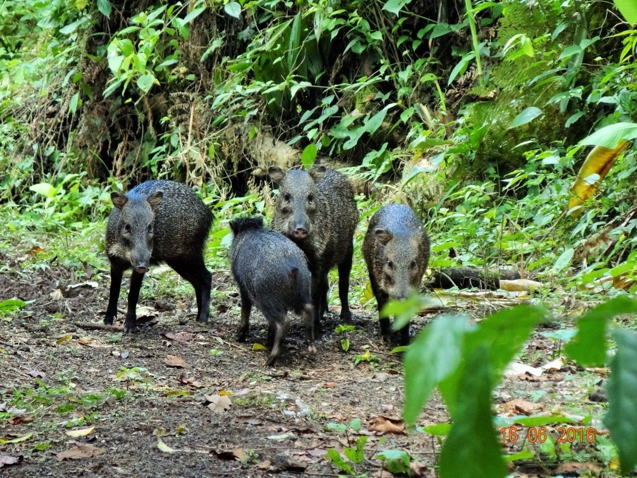 Four peccaries with dark fur standing in a lush forest.