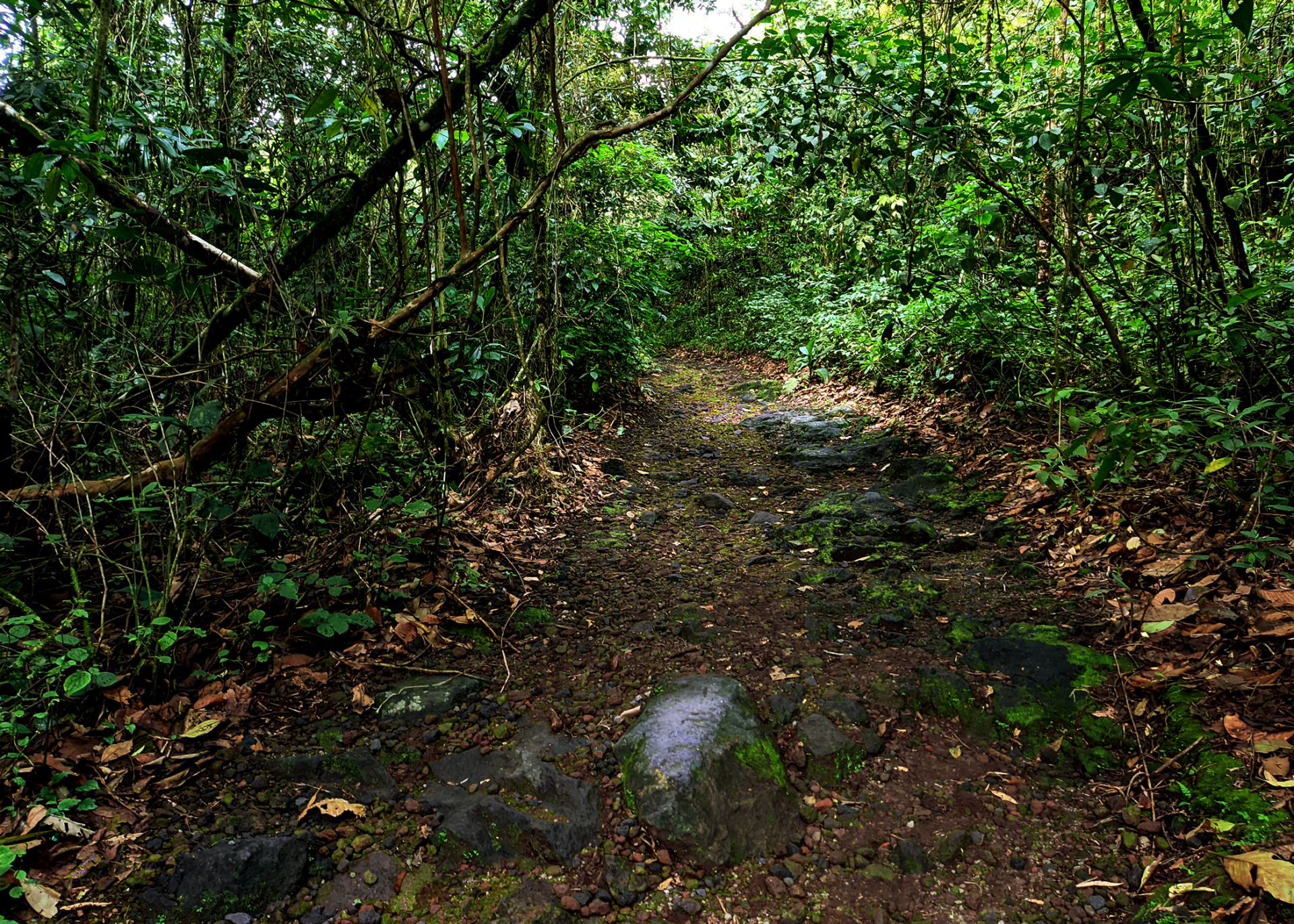 Muddy forest path surrounded by green vegetation.