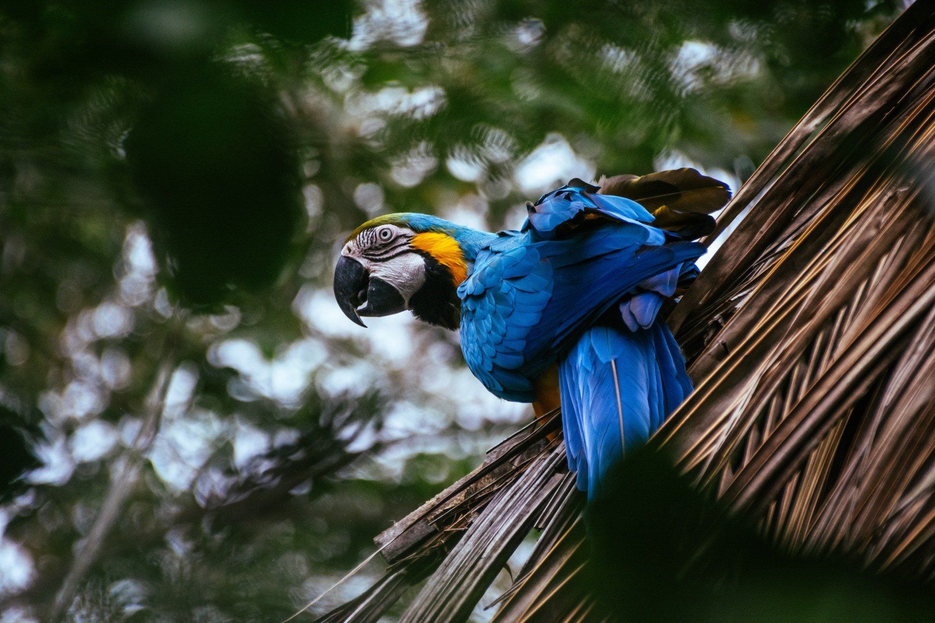 Blue and yellow macaw perches on palm fronds, looking down with a curious expression.