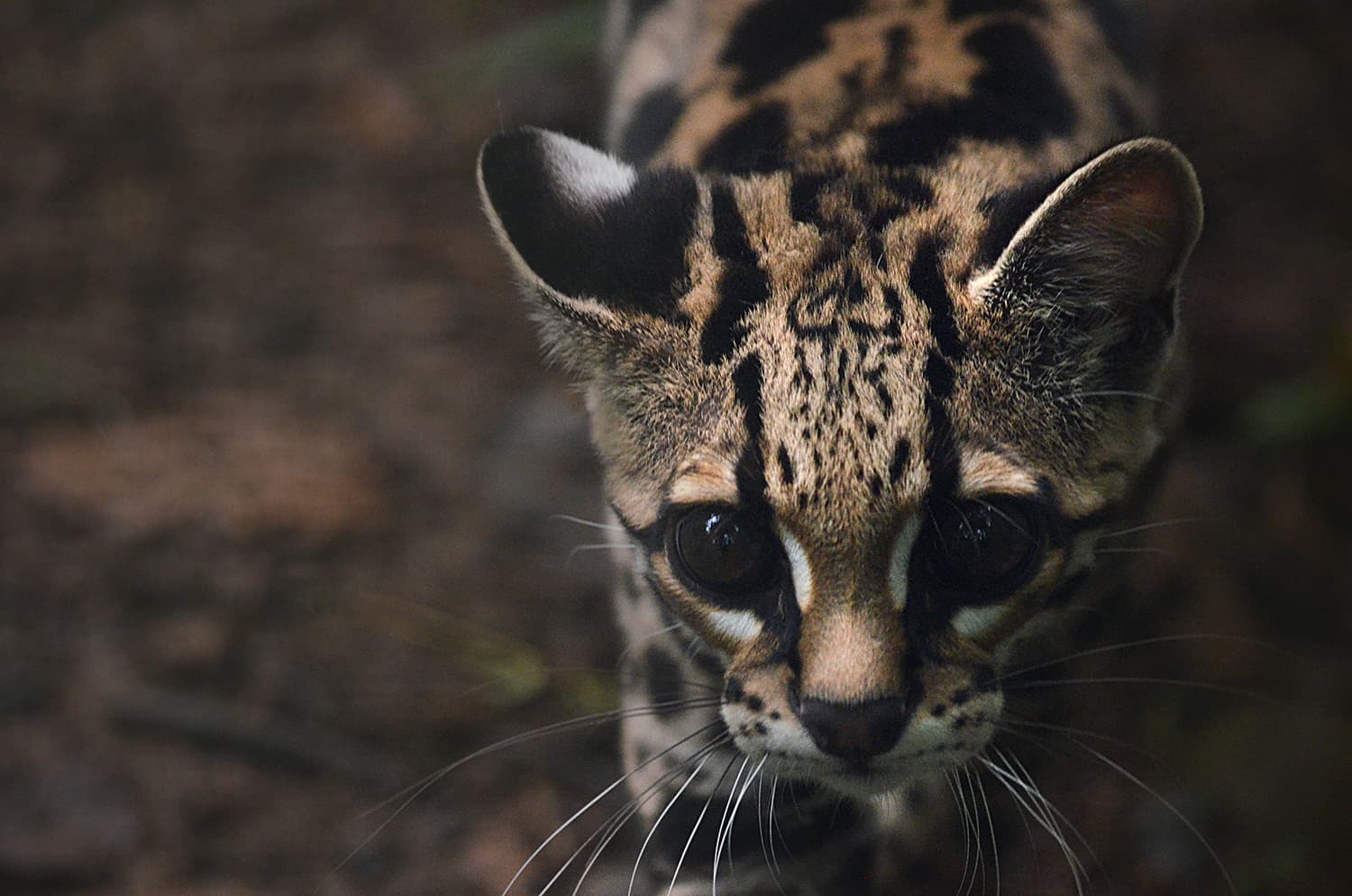 Ocelot with spotted fur, looking up with big dark eyes, in a dark natural setting.