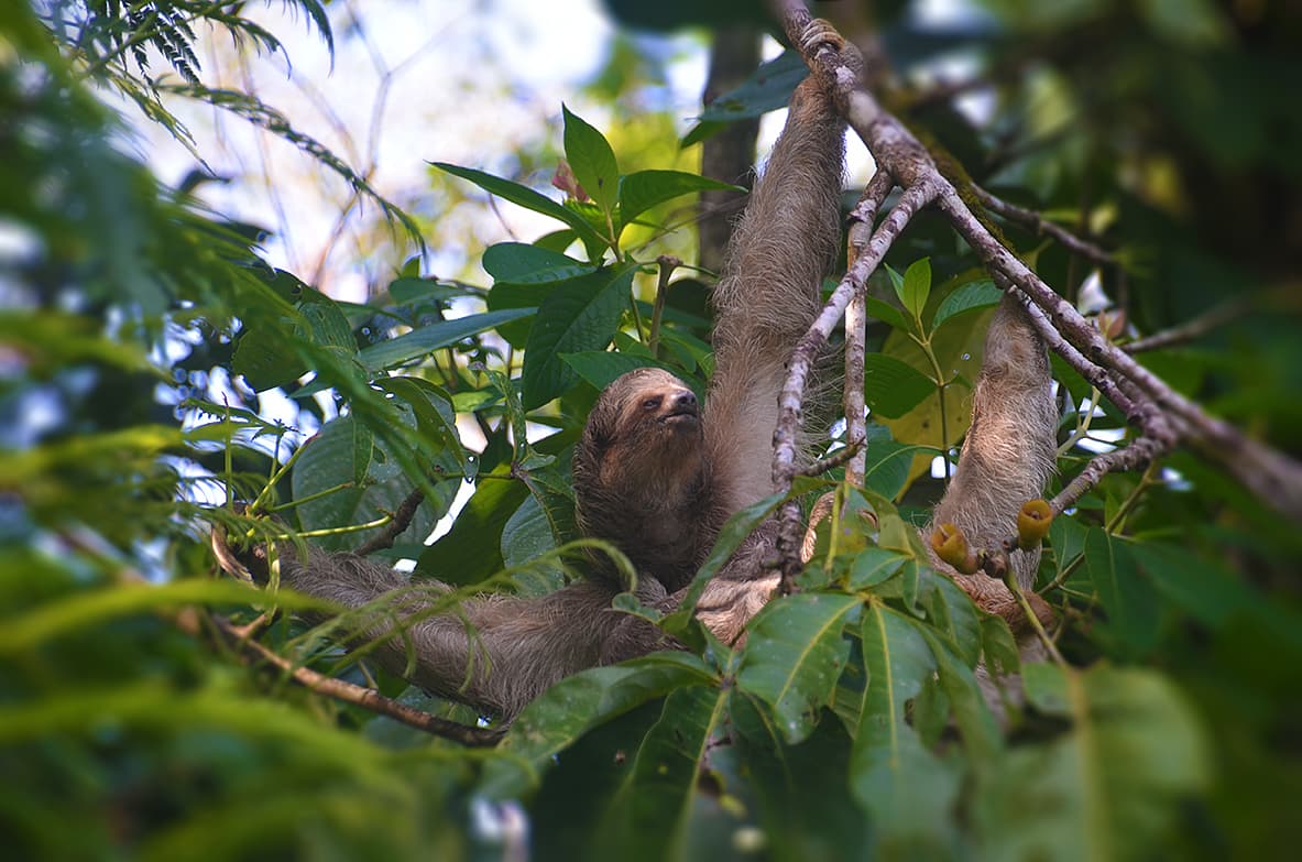 Sloth clinging to a tree branch surrounded by green leaves.