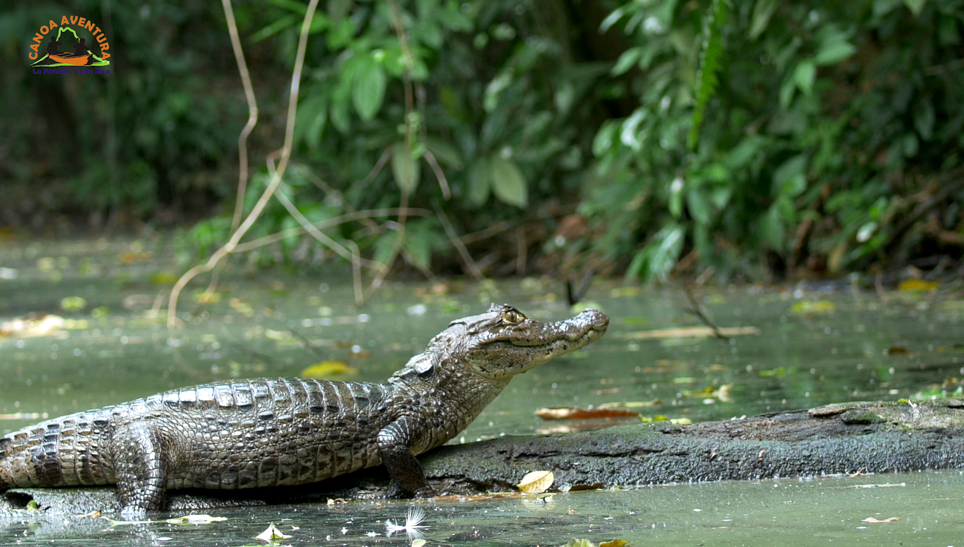 Crocodile on a log in a green, swampy environment. It has its jaws slightly open and is looking forward.