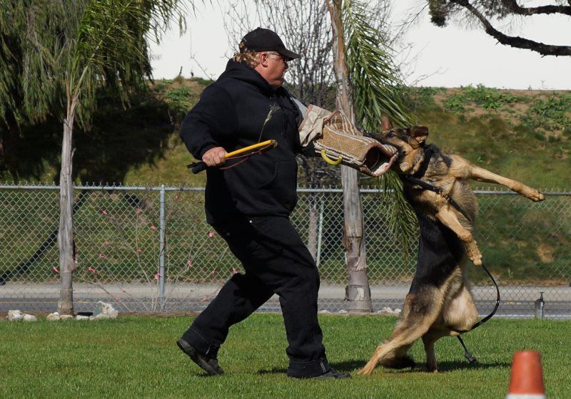 Training dog lunging at handler holding a padded sleeve on a grassy field