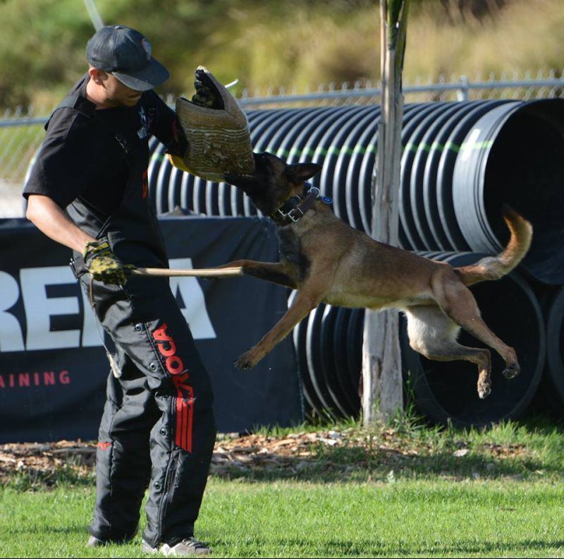 Dog leaping toward a trainer holding a padded bite sleeve during a training exercise outdoors