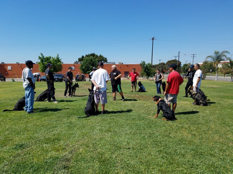 People training dogs on leashes in a grassy field under a clear sky