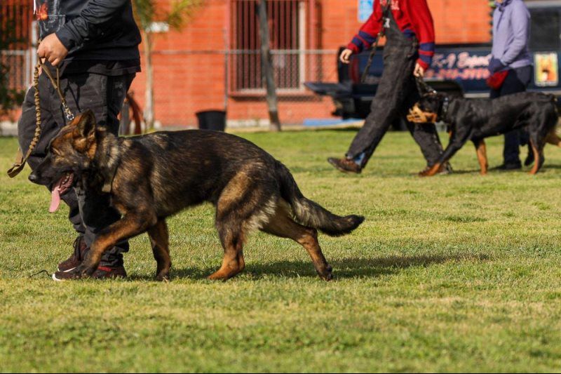 German Shepherds on leashes walking across a grassy field during a dog training session