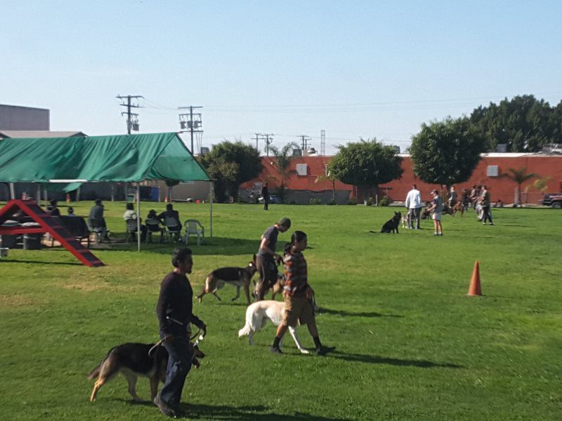 People walking dogs on a grassy field at an outdoor dog training event