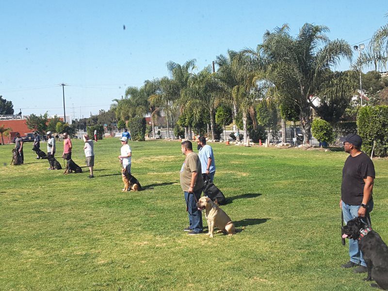 People and dogs walking on a sunny grassy field with palm trees in the background