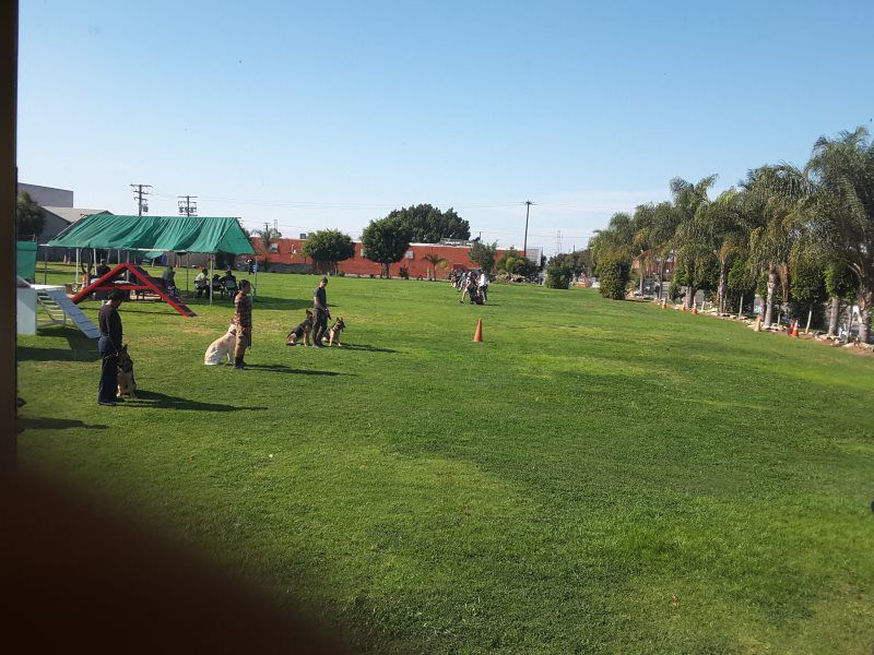 Grassy park with people near a green-roofed play structure and palm trees under a clear sky