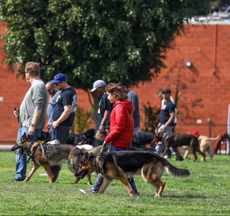 People walking several dogs on leashes in a grassy park near a red building
