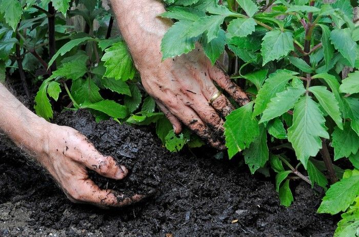 A person is planting a plant in a garden with their hands covered in dirt.