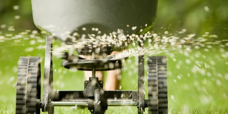 A person is spreading fertilizer on a lush green lawn.