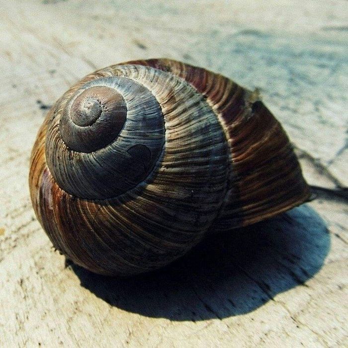 coquillage, photo d'illustration du site de Valérie Fasseaux, coach en gestion des émotions aux personnels soignants, thérapeutes et parents