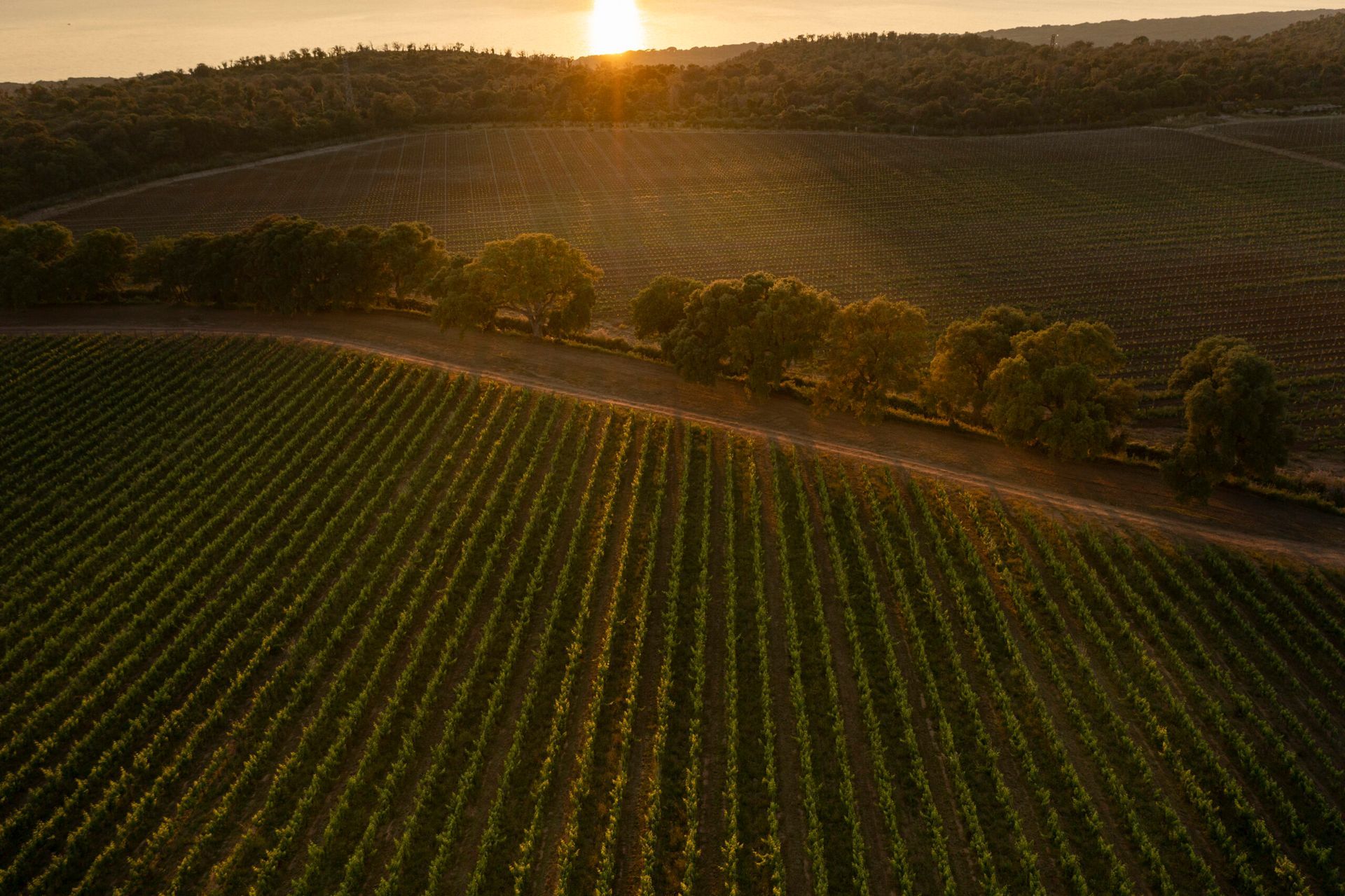 Tenuta Meraviglia e Tenuta Le Colonne: due anime di Bolgheri, un'unica visione del vino

