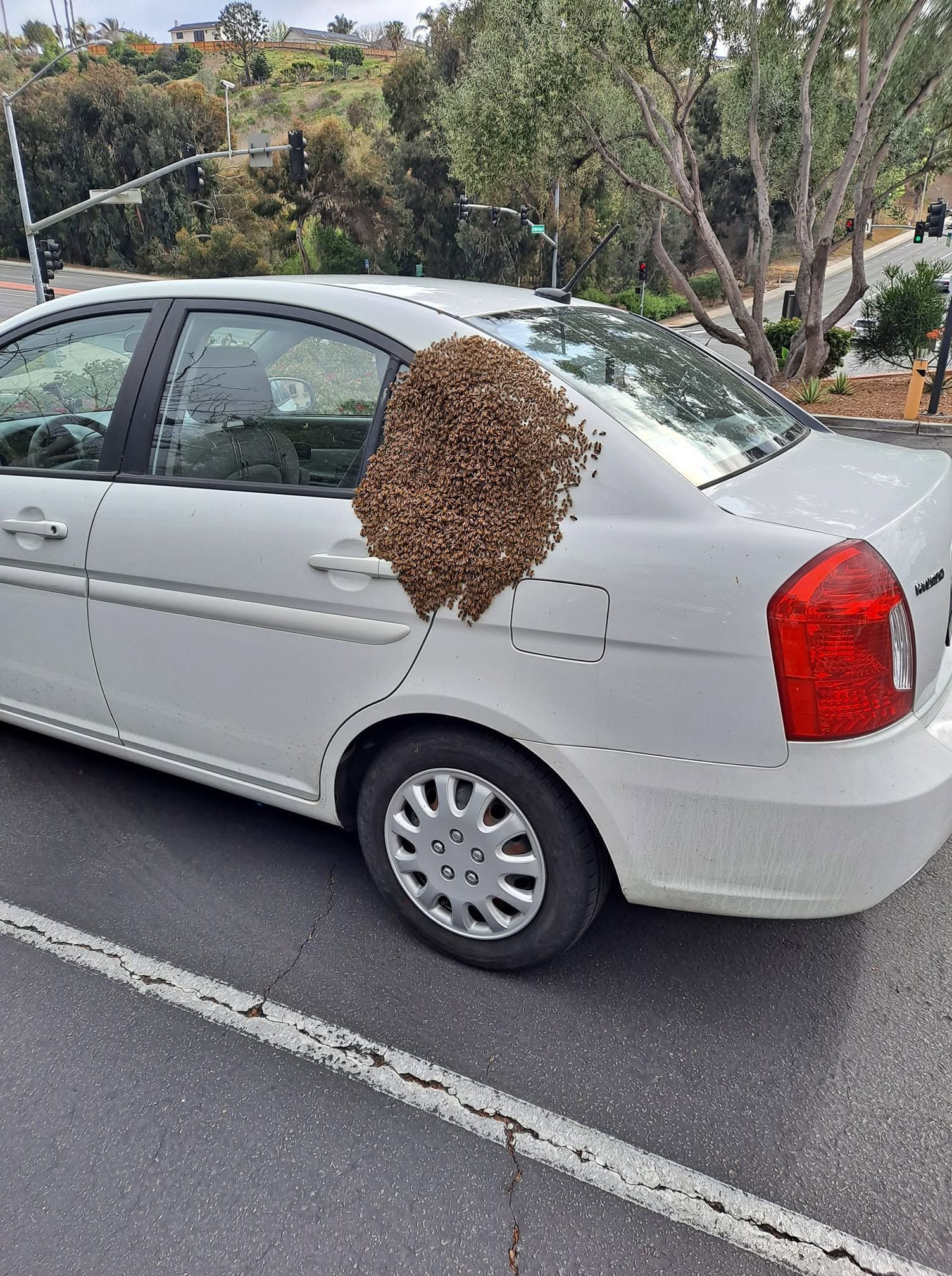 Silver sedan on roadside with a large swarm of bees attached to the rear passenger door