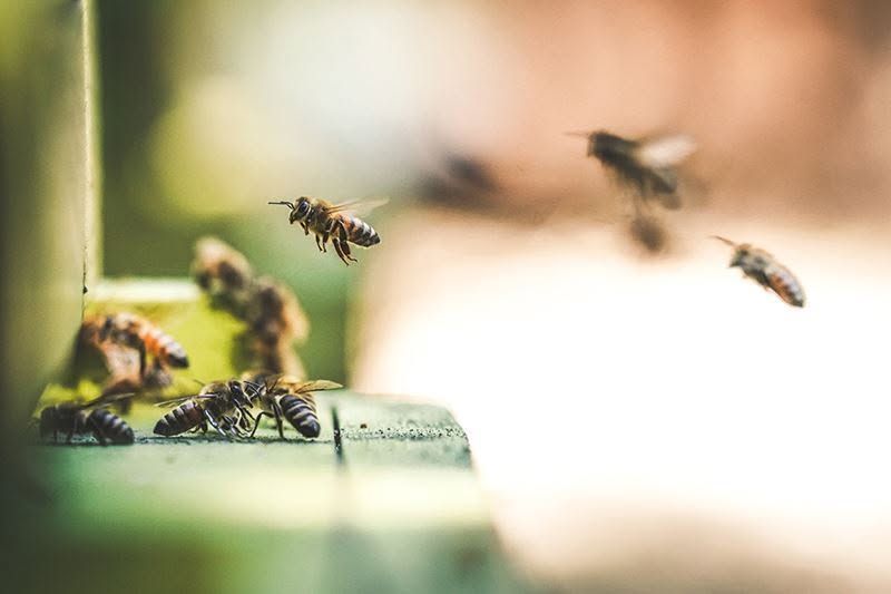 Bees flying near a hive entrance in soft natural light