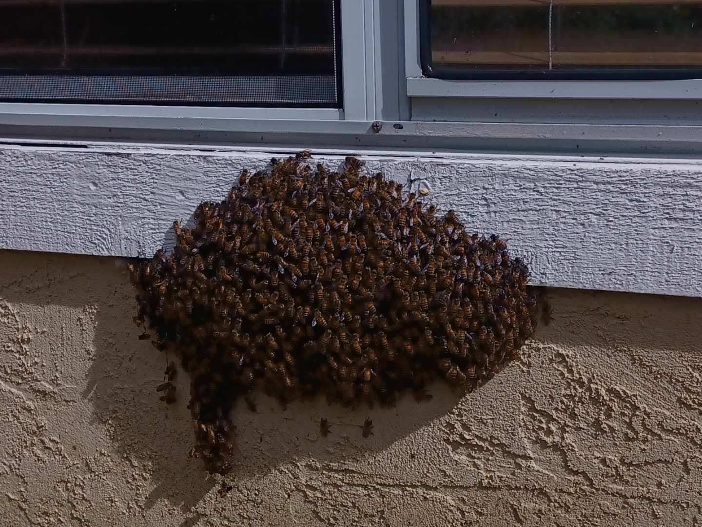 A swarm of bees clustered under a house window ledge.
