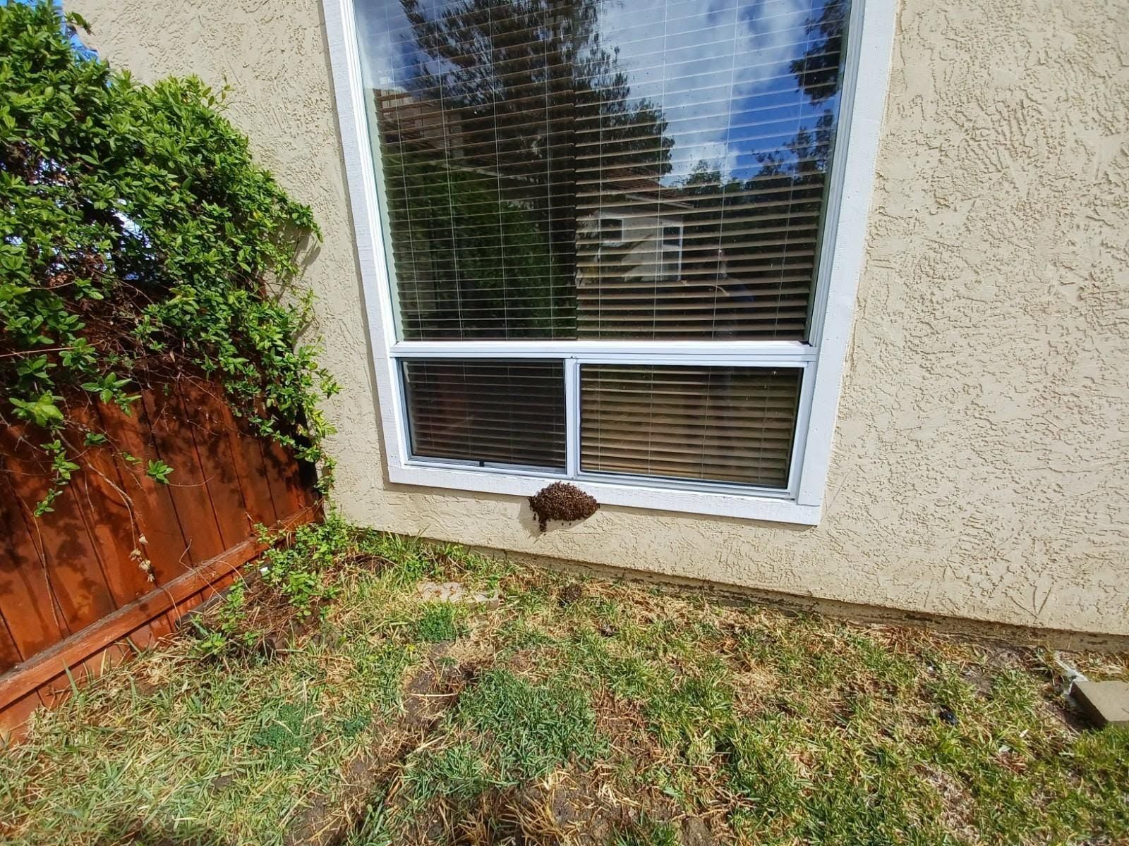 Backyard by a house window with a small brown animal near the wall and grass in the foreground