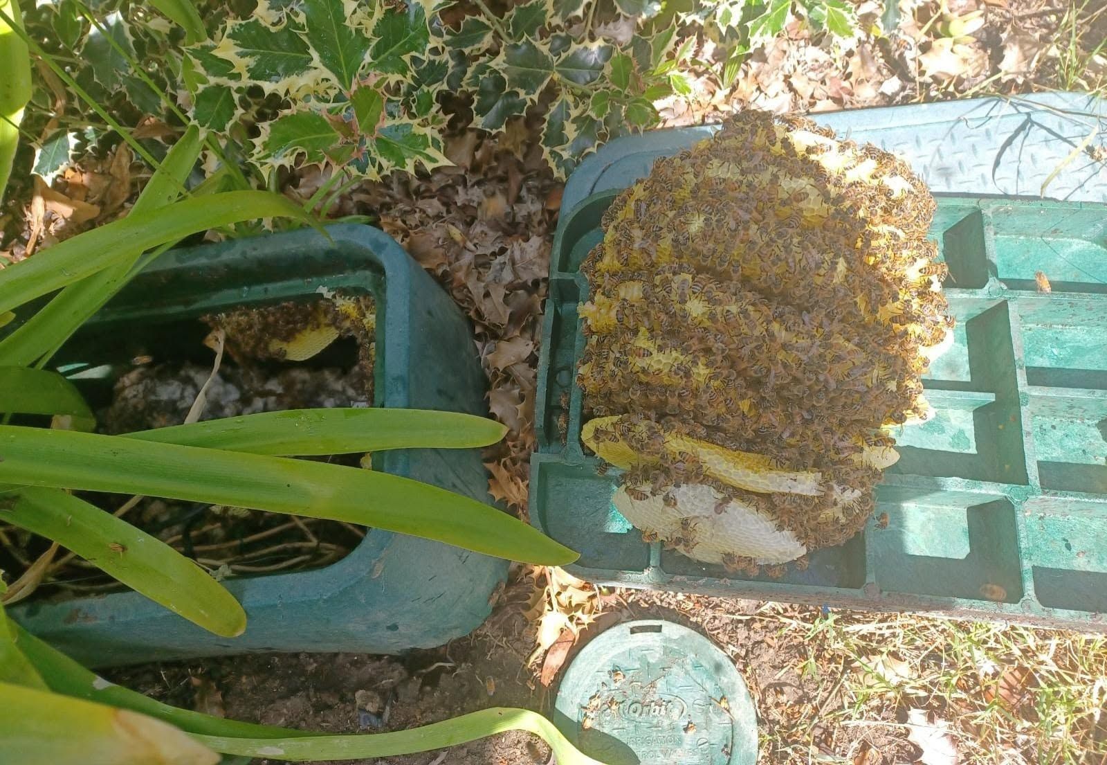 Two green pots in a garden, one with a large brown beehive-like cluster on top.