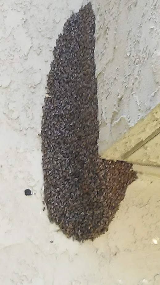 Swarm of bees clustered on a wall beside a yellow ledge.