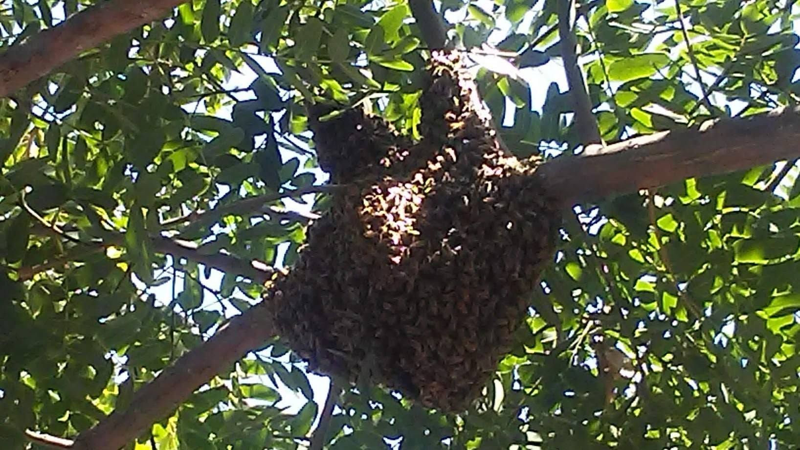 Large swarm of bees clustered on a tree branch among green leaves