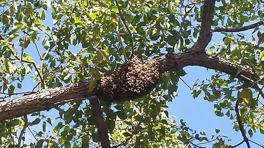 A honeybee swarm clustered on a tree branch against a blue sky.