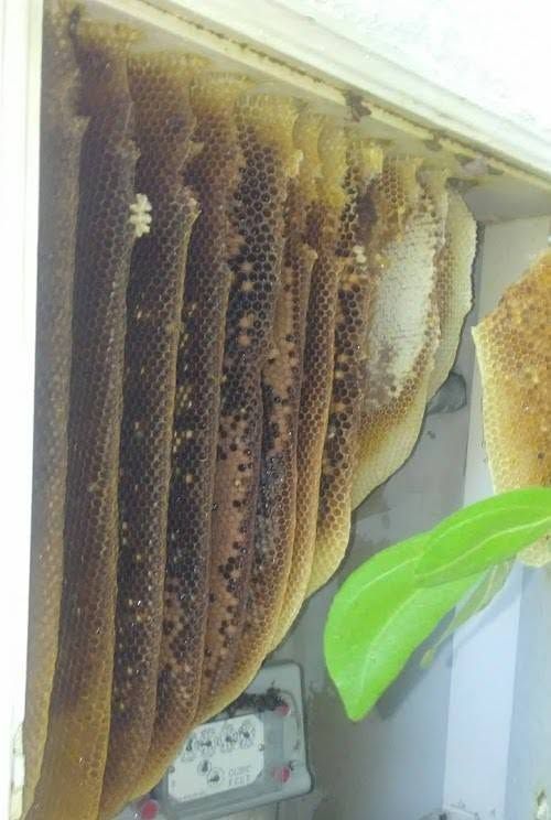 Honeycomb hive hanging indoors near a wall, with a green leaf in the foreground.