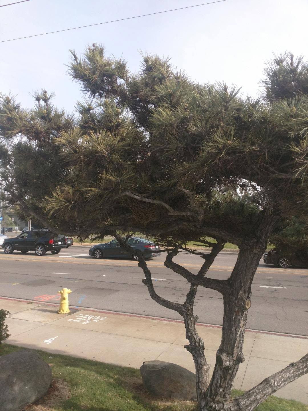 Small tree beside a street with parked cars, curb, and yellow fire hydrant on a cloudy day