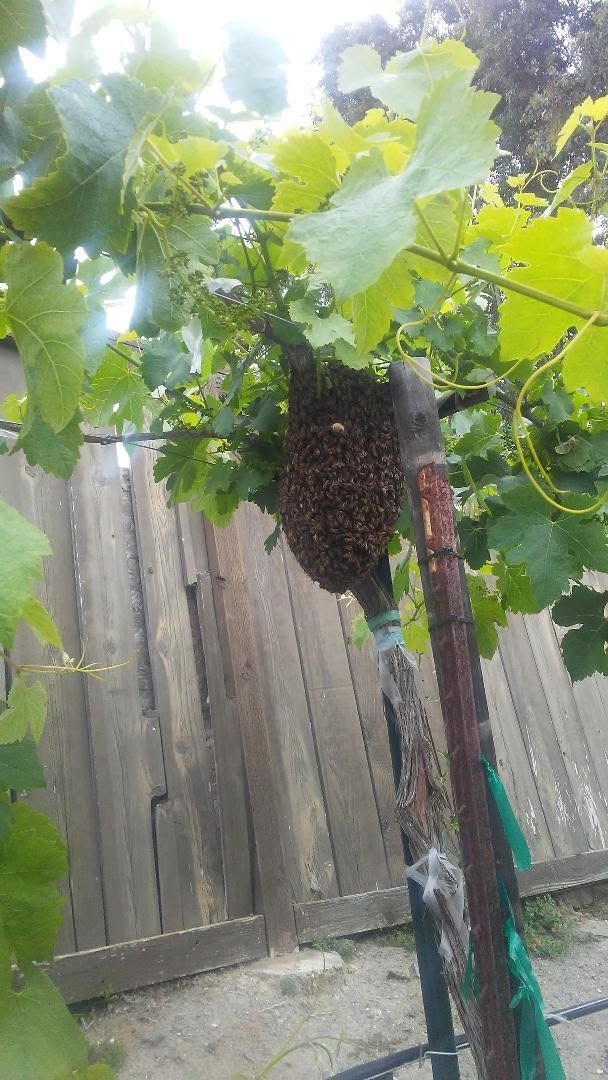 Cluster of dark grapes hanging from a vine in a backyard garden beside a wooden fence.